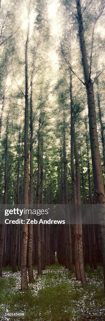 Trees swaying in wind