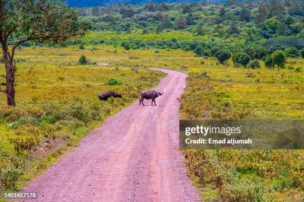 wildebeest on the dirt road in arusha national park, arusha, tanzania - アルーシャ地区 ストックフォトと画像