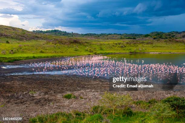 greater flamingo in arusha national park, arusha, tanzania - región de arusha fotografías e imágenes de stock