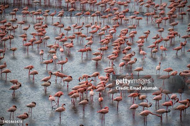 greater flamingo in arusha national park, arusha, tanzania - greater flamingo stock-fotos und bilder