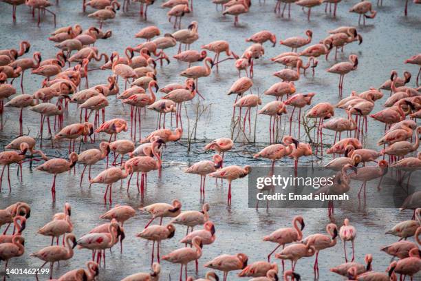 greater flamingo in arusha national park, arusha, tanzania - greater flamingo stock-fotos und bilder