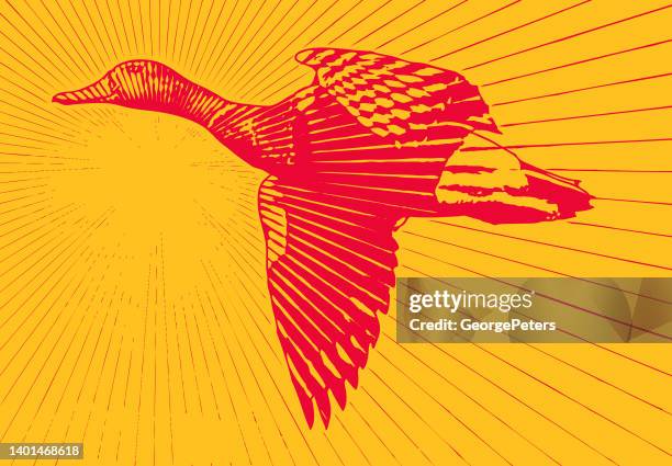 duck flying into sunset - drake stock illustrations