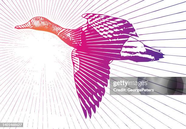 duck flying into sunset - drake stock illustrations