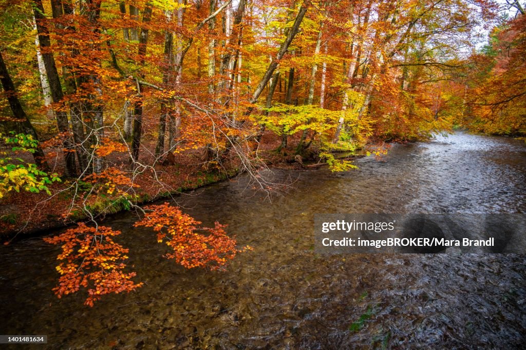 River Wuerm, yellow and red coloured trees in autumn, river landscape, Wuermtal near Gauting, Bavaria, Germany