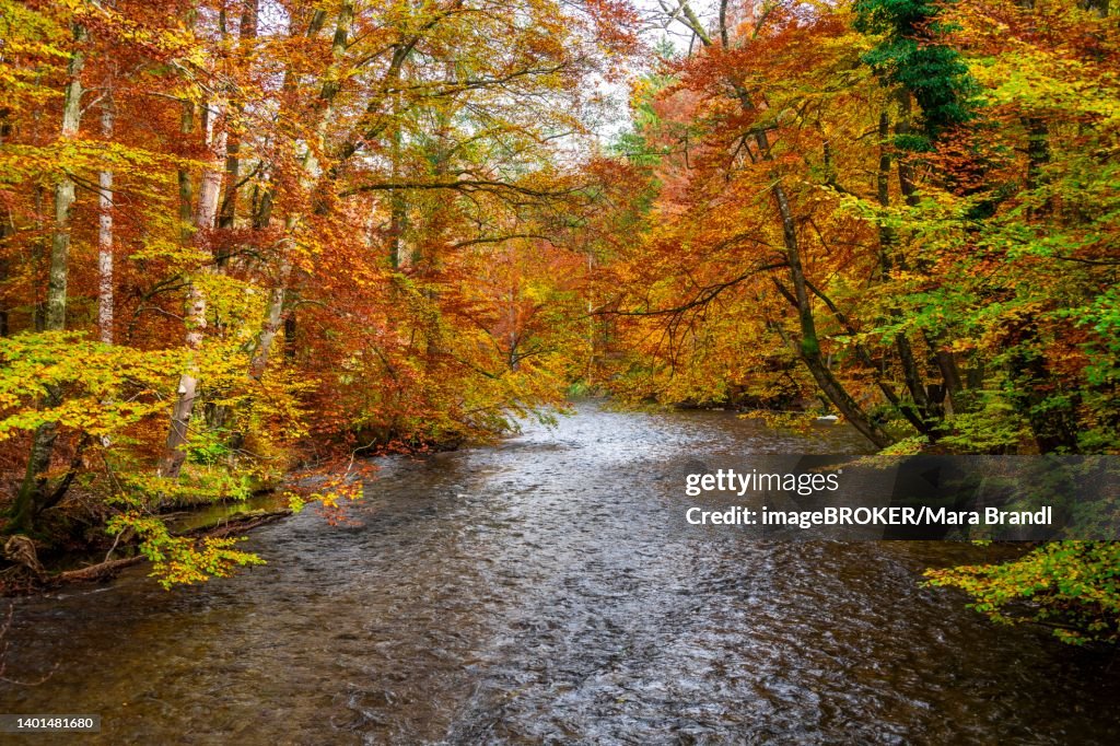 River Wuerm, yellow and red coloured trees in autumn, river landscape, Wuermtal near Gauting, Bavaria, Germany
