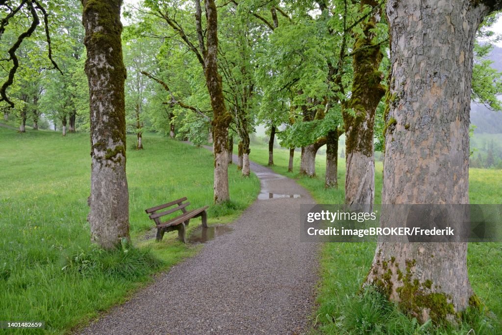 Tree avenue with heavily mossy mountain maple trees (Acer pseudoplatanus), resting bench, Oberstdorf, Allgaeu Alps, Allgaeu, Bavaria, Germany