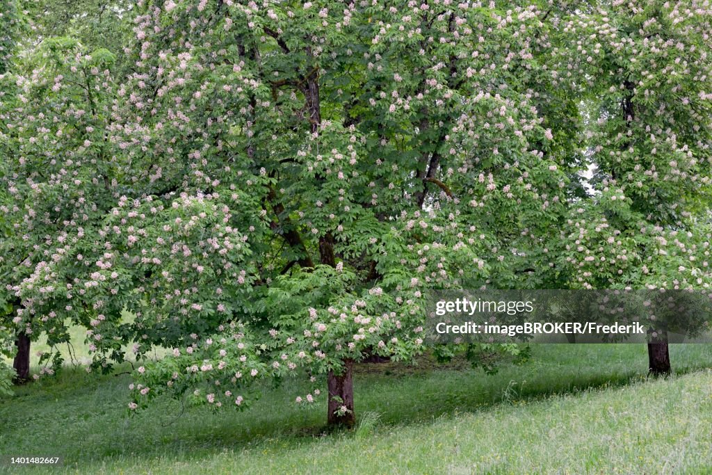 Horse chestnut (Aesculus), trees with white inflorescence, Oberstdorf, Allgaeu Alps, Allgaeu, Bavaria, Germany
