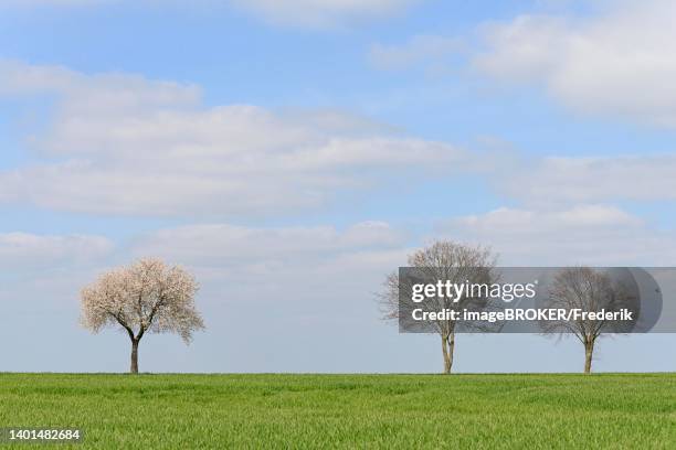 deciduous trees by a green grain field, cherry (prunus) tree in blossom, blue cloudy sky, north rhine-westphalia, germany - cloudy blue sky trees stock illustrations