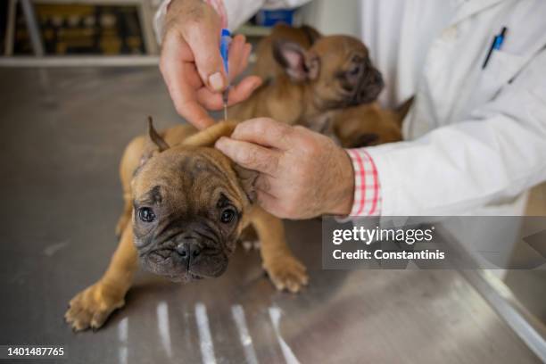 Labrador Getting Injected 1,871 Dog Vaccination Stock Photos, High-Res Pictures, and Images ...