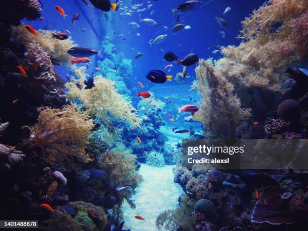 underwater coral reef in red sea - snorkling red sea stock pictures, royalty-free photos & images