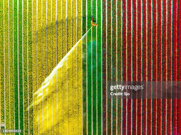 tulipes se développent dans un champ pulvérisé par un gicleur agricole pendant le printemps - dutch culture stock photos et images de collection