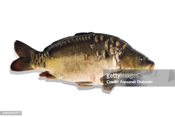 mirror carp fish close-up on a white background studio shot isolate with copy space and space for text - carp fotografías e imágenes de stock