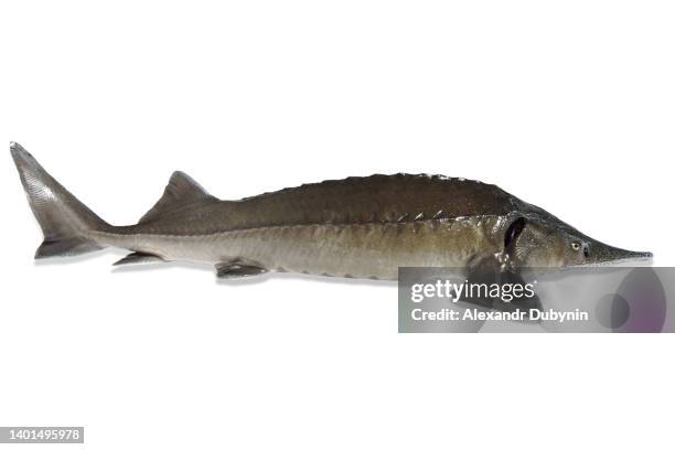 sturgeon fish on white background studio shot isolate with full length copy space - sturgeon fotografías e imágenes de stock