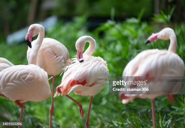beautiful flamingo bird with green background - preen stock pictures, royalty-free photos & images