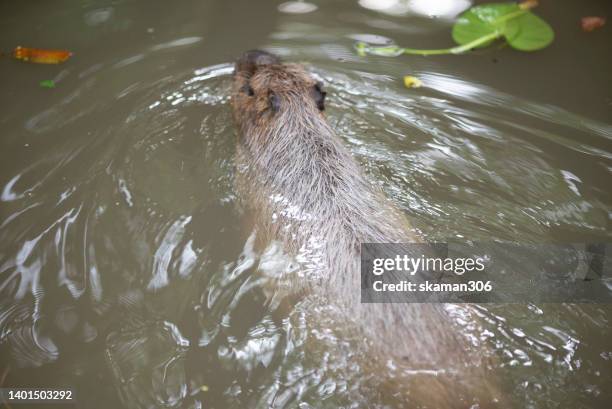 big capybara in the pond - rats nest stock pictures, royalty-free photos & images