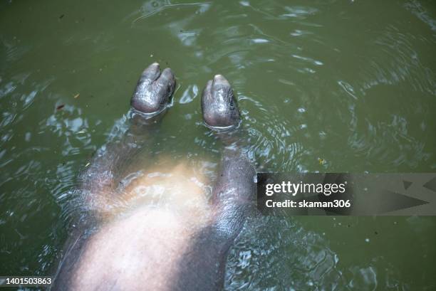 small hippopotamus relaxing floating  on the pond - baby hippo stock pictures, royalty-free photos & images