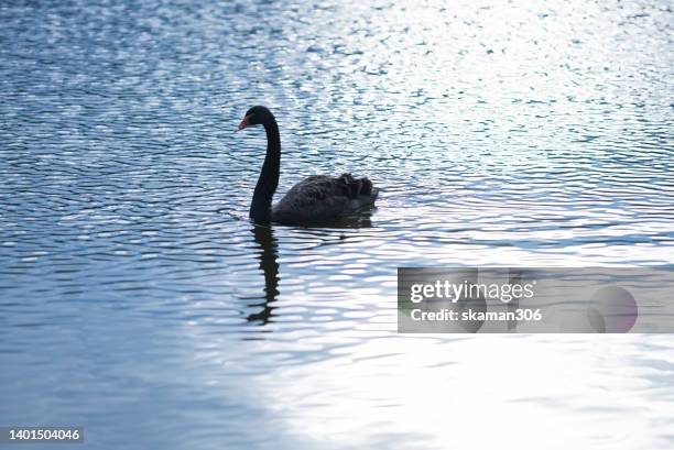 selective focus swan floating on the lake at sunset time. - zwarte zwaan stockfoto's en -beelden