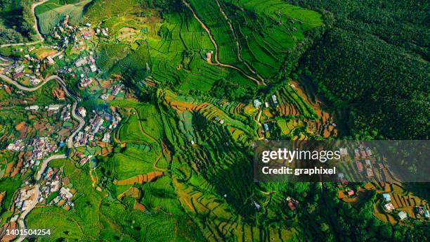 vista aerea del drone dei campi di tè a nuwara eliya, sri lanka - indian subcontinent foto e immagini stock