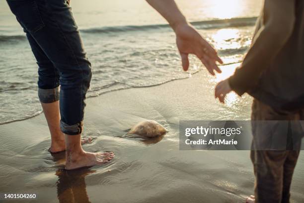 garotinho encontrou água-viva na praia - jellyfish - fotografias e filmes do acervo