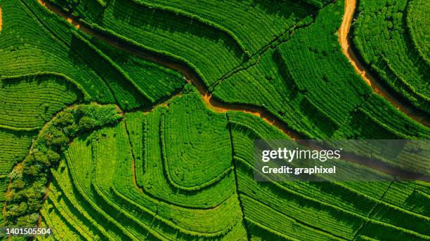 aerial drone view of tea fields in nuwara eliya, sri lanka - sri lanka landscape stock pictures, royalty-free photos & images