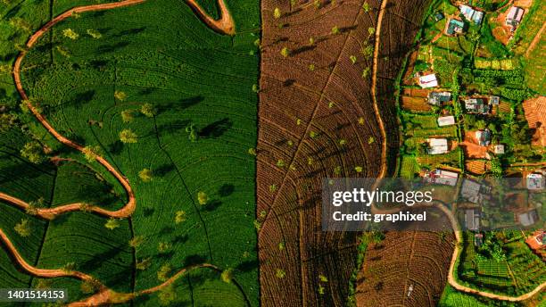 drohnenaufnahme der teeplantage in nuwara eliya, sri lanka - natural landmark stock-fotos und bilder