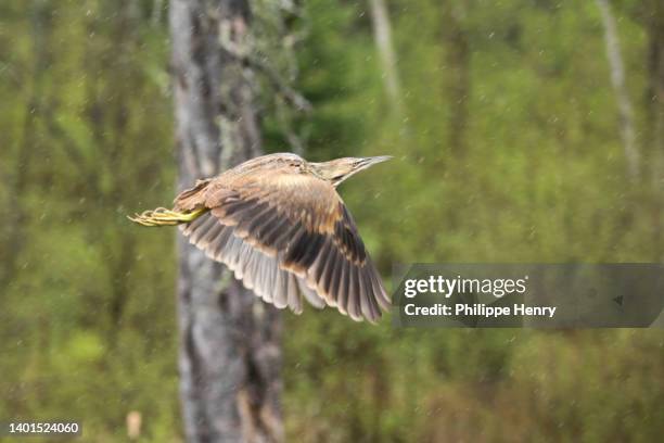 Bittern Flight Photos and Premium High Res Pictures - Getty Images