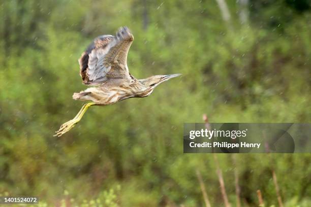 american bittern in flight in a marsh. - henry marsh stock pictures, royalty-free photos & images