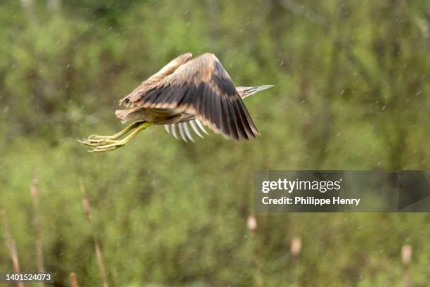 american bittern in flight in a marsh - henry marsh stock pictures, royalty-free photos & images