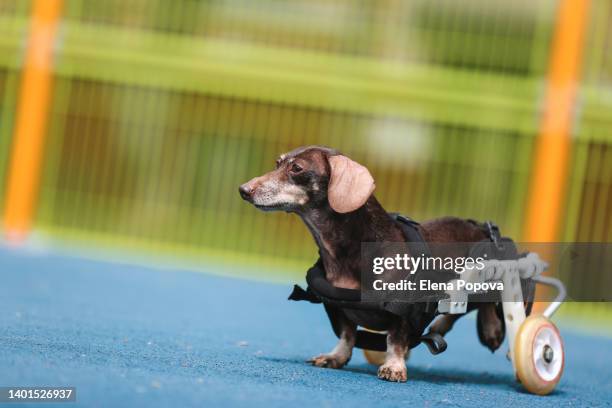 disabled senior dachshund dog walking with wheelchair on playground - dog agility stock pictures, royalty-free photos & images