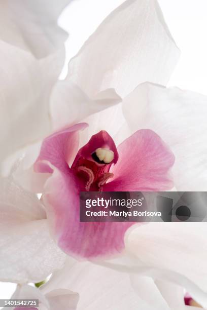 beautiful white orchid on a white background. - orchids of asia - fotografias e filmes do acervo
