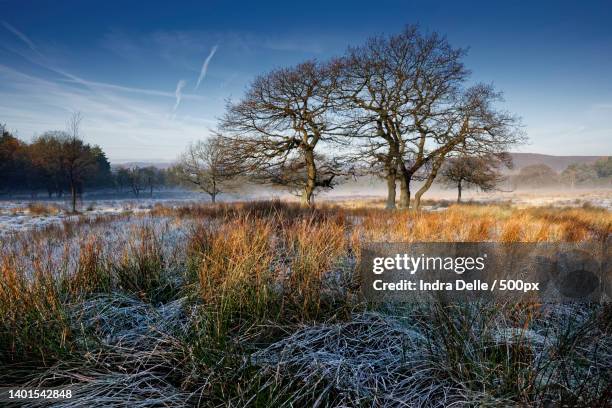 scenic view of lake against sky,sheffield,united kingdom,uk - bare tree stock pictures, royalty-free photos & images