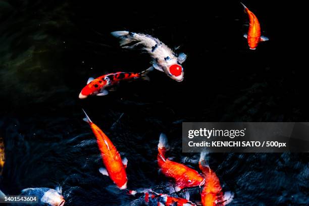 carp with the japanese flag on its head - koi carp bildbanksfoton och bilder