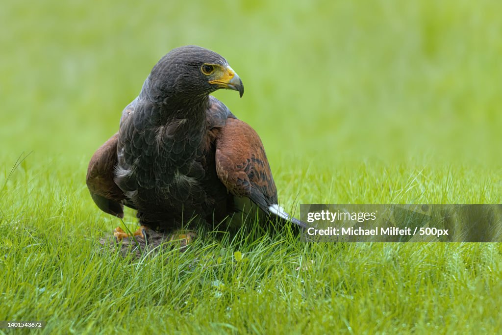 Close-up of hawk of prey perching on grassy field