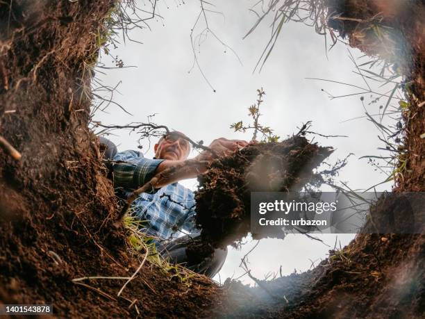 hombre mayor plantando un árbol en un agujero en el suelo - bury fotografías e imágenes de stock