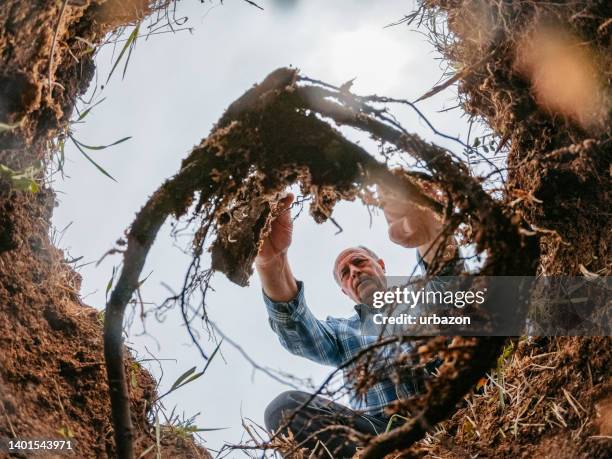 senior man planting a tree in a ground hole - digging hole stock pictures, royalty-free photos & images