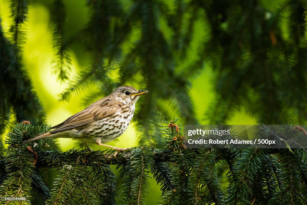 Close-up of songthrush perching on tree