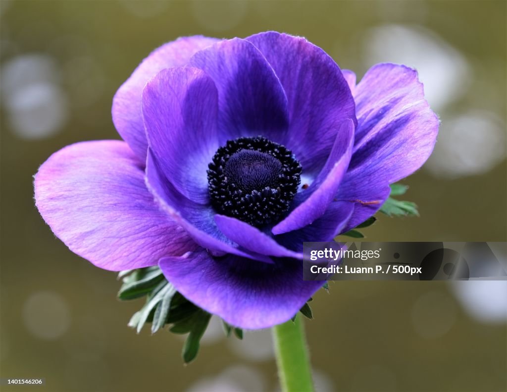 Close-up of purple flower,The Butchart Gardens,Canada