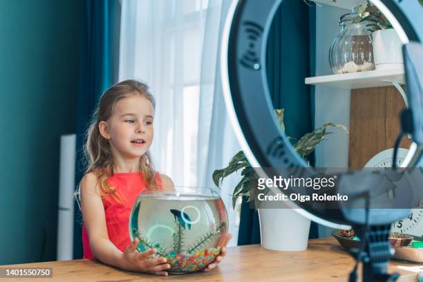 close up of small girl, blogger with fish tank making video blog or photo with led circle lamp with smartphone in the center - kampffische stock-fotos und bilder