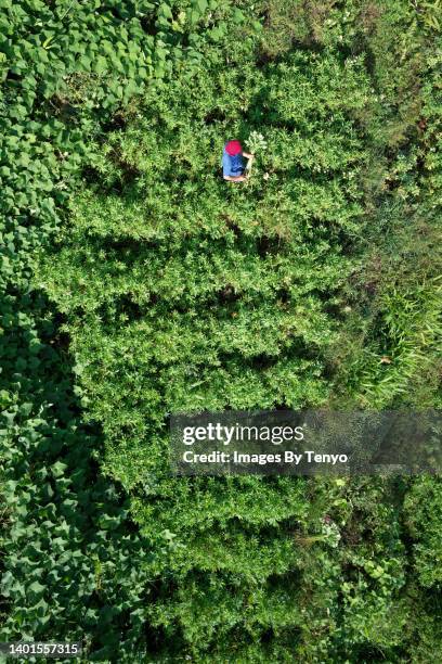 farm below 2 - philippines aerial stock pictures, royalty-free photos & images