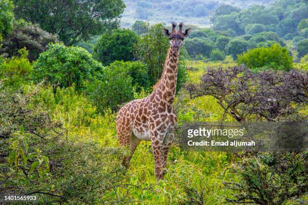 giraffe in arusha national park, arusha, tanzania - región de arusha fotografías e imágenes de stock