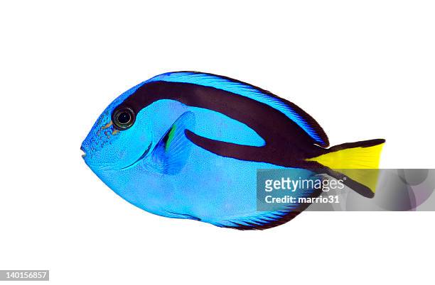 blue tang fish with black markings and a yellow tail - acanthuridae stock pictures, royalty-free photos & images