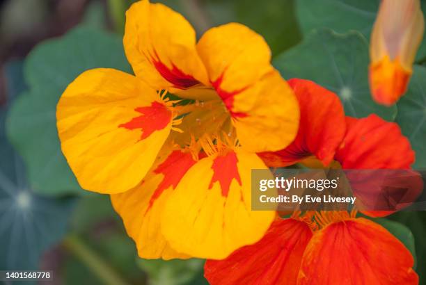 nasturtium flowers - nasturtium stockfoto's en -beelden