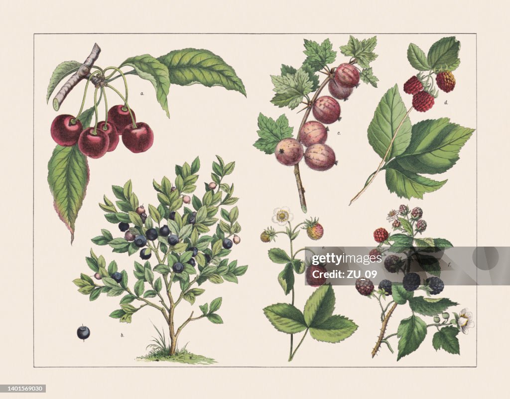 Various plants (Rosaceae, Ericaceae, Grossulariaceae):, chromolithograph, published 1891