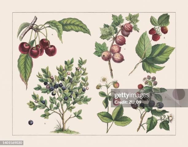 stockillustraties, clipart, cartoons en iconen met various plants (rosaceae, ericaceae, grossulariaceae):, chromolithograph, published 1891 - gravure illustratietechniek