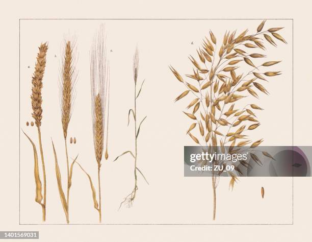 various cereal crops (poaceae), chromolithograph, published in 1891 - barley stock illustrations