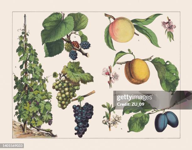 illustrazioni stock, clip art, cartoni animati e icone di tendenza di varie piante (moraceae, vitaceae, rosaceae, amygdaleae), cromolitografia, pubblicata nel 1891 - vineyard leafs