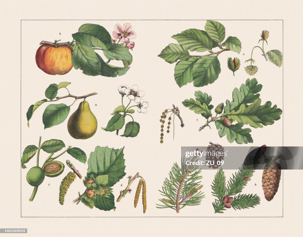 Diverses plantes (feuillus et conifères), chromolithographie, publié en 1891