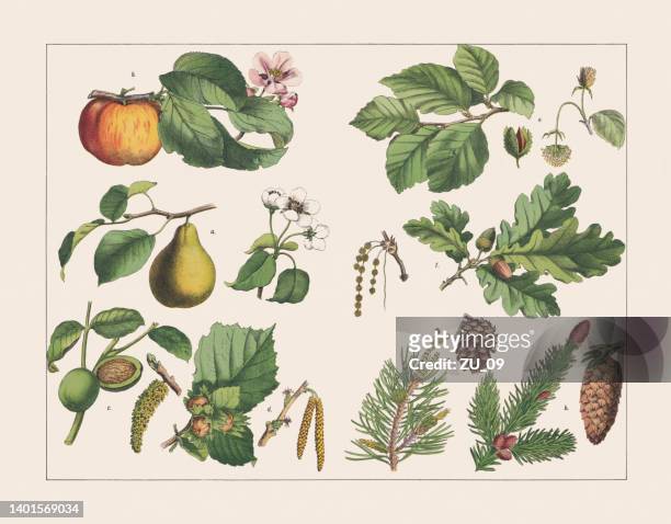 illustrazioni stock, clip art, cartoni animati e icone di tendenza di varie piante (latifoglie e conifere), cromolitografia, pubblicata nel 1891 - coniferous tree