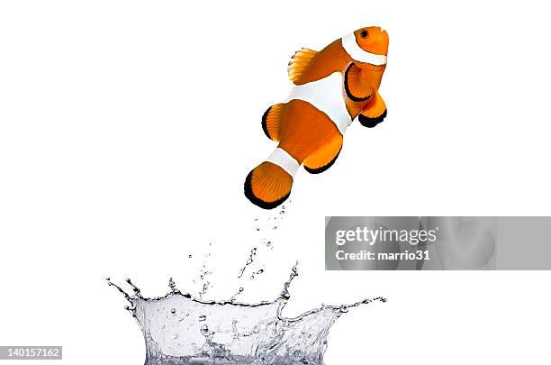 clown fish jumping - fish jumping stock pictures, royalty-free photos & images