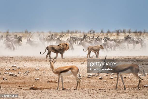 two lions hunting in the middle of zebras, oryx and impalas. etosha national park, namibia, africa - etosha nationaal park stockfoto's en -beelden